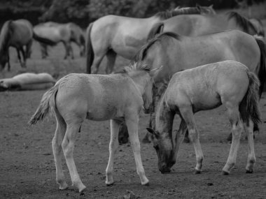 Alman muensterland otlağında vahşi atlar