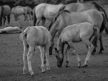 Alman muensterland otlağında vahşi atlar