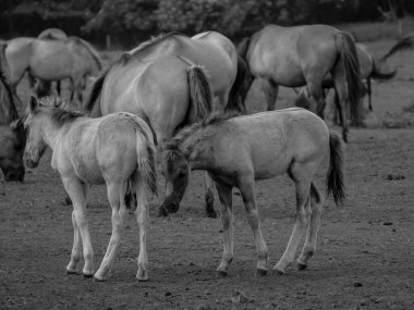 Alman muensterland otlağında vahşi atlar