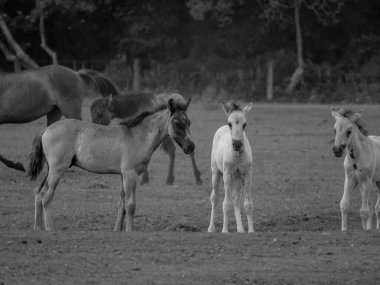 Alman muensterland otlağında vahşi atlar