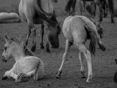 Alman muensterland otlağında vahşi atlar