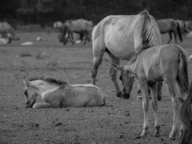 Alman muensterland otlağında vahşi atlar