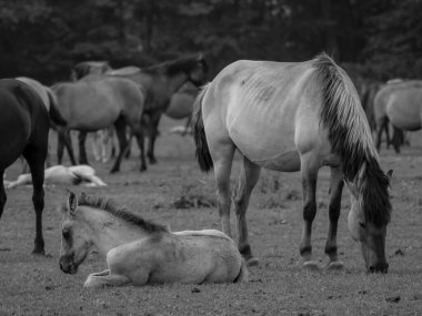 Alman muensterland otlağında vahşi atlar