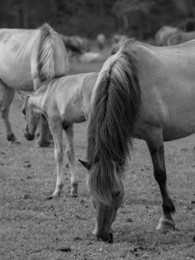 Alman muensterland otlağında vahşi atlar