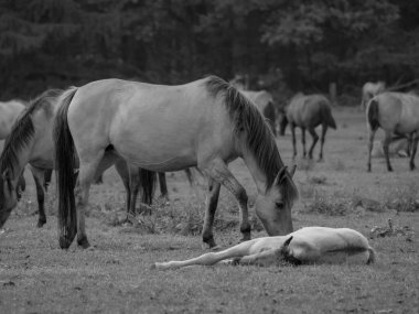 Alman muensterland otlağında vahşi atlar