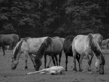 Alman muensterland otlağında vahşi atlar
