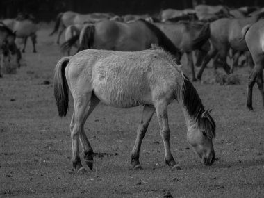 Alman muensterland otlağında vahşi atlar