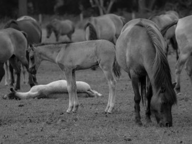 Alman muensterland otlağında vahşi atlar