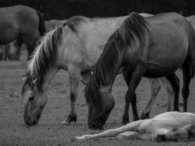 Alman muensterland otlağında vahşi atlar