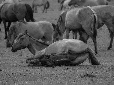 Alman muensterland otlağında vahşi atlar