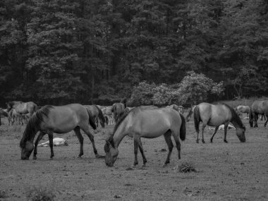 Alman muensterland otlağında vahşi atlar