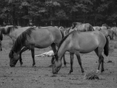 Alman muensterland otlağında vahşi atlar