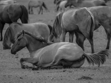 Alman muensterland otlağında vahşi atlar