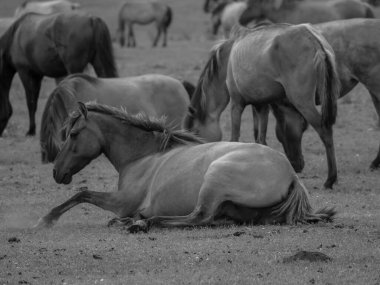 Alman muensterland otlağında vahşi atlar