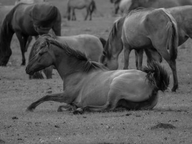 Alman muensterland otlağında vahşi atlar