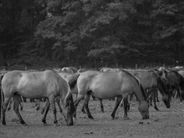Alman muensterland otlağında vahşi atlar