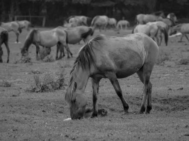 Alman muensterland otlağında vahşi atlar