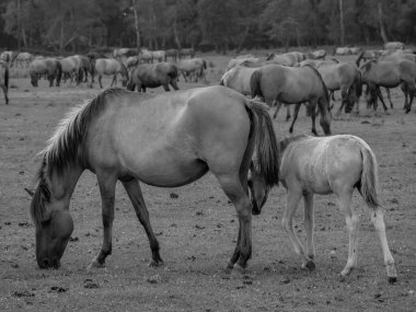 Alman muensterland otlağında vahşi atlar
