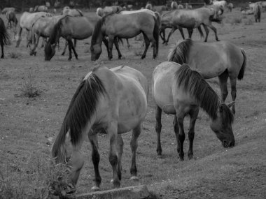 Alman muensterland otlağında vahşi atlar