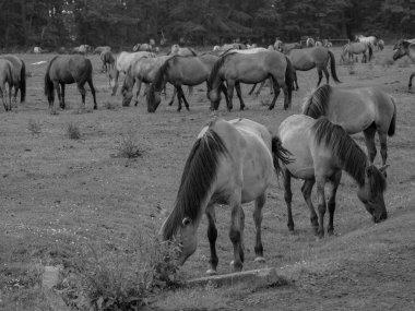 Alman muensterland otlağında vahşi atlar