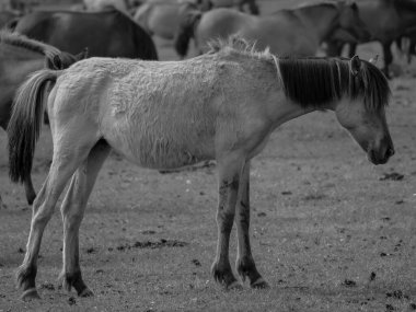 Alman muensterland otlağında vahşi atlar