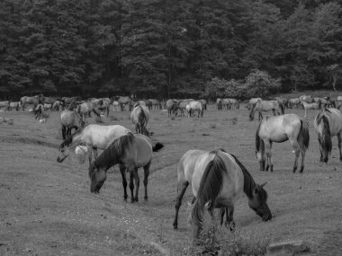 Alman muensterland otlağında vahşi atlar