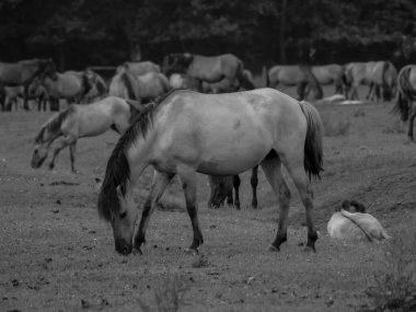 Alman muensterland otlağında vahşi atlar