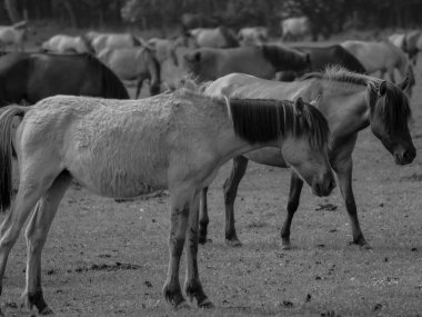 Alman muensterland otlağında vahşi atlar