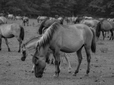 Alman muensterland otlağında vahşi atlar