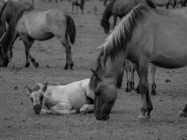 Alman muensterland otlağında vahşi atlar