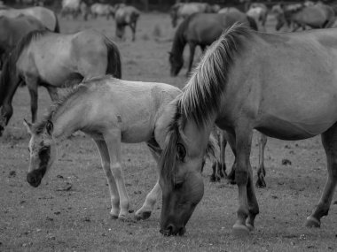 Alman muensterland otlağında vahşi atlar