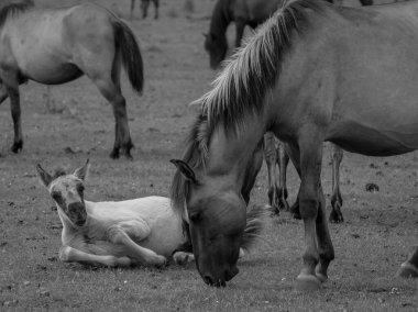 Alman muensterland otlağında vahşi atlar