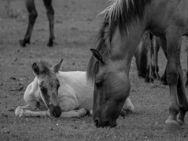 Alman muensterland otlağında vahşi atlar