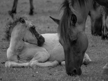 Alman muensterland otlağında vahşi atlar
