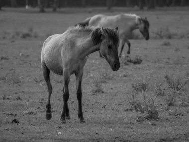 Alman muensterland otlağında vahşi atlar