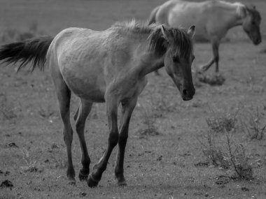 Alman muensterland otlağında vahşi atlar