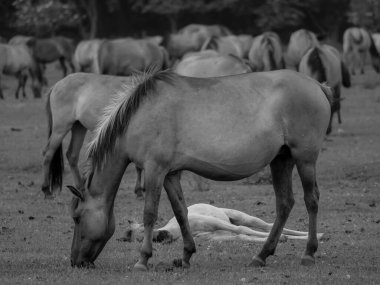 Alman muensterland otlağında vahşi atlar