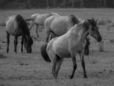 Alman muensterland otlağında vahşi atlar