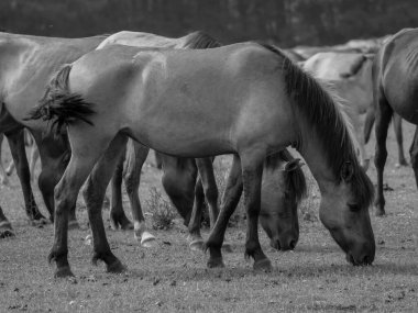 Alman muensterland otlağında vahşi atlar