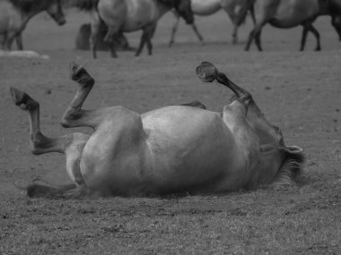 Alman muensterland otlağında vahşi atlar