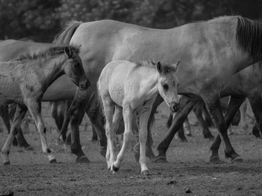 Alman muensterland otlağında vahşi atlar