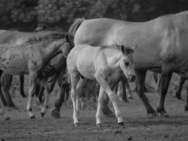 Alman muensterland otlağında vahşi atlar