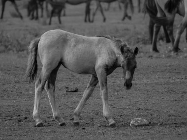 Alman muensterland otlağında vahşi atlar