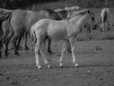 Alman muensterland otlağında vahşi atlar
