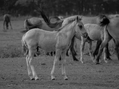 Alman muensterland otlağında vahşi atlar