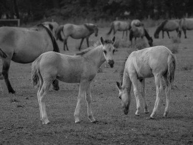 Alman muensterland otlağında vahşi atlar