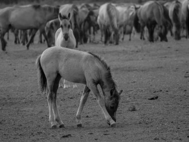 Alman muensterland otlağında vahşi atlar