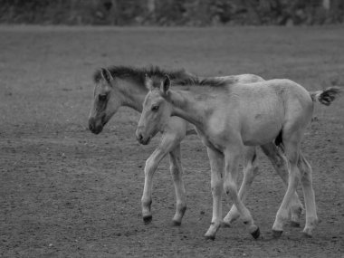 Alman muensterland otlağında vahşi atlar