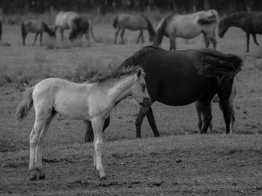 Alman muensterland otlağında vahşi atlar