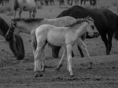 Alman muensterland otlağında vahşi atlar